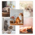  5, 48 ., BRAUBERG, , ,  , "Cats", (  ), 405334